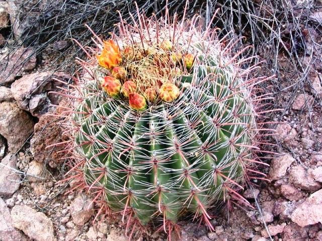 Ferocactus_wislizenii